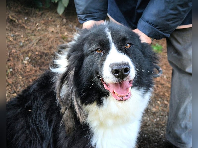 Frasio - Wenn Lebendigkeit zum Verhängnis wird