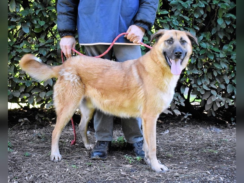 Anthaniel - Groß genug für "Wow" - zu charmant für "Weiter".