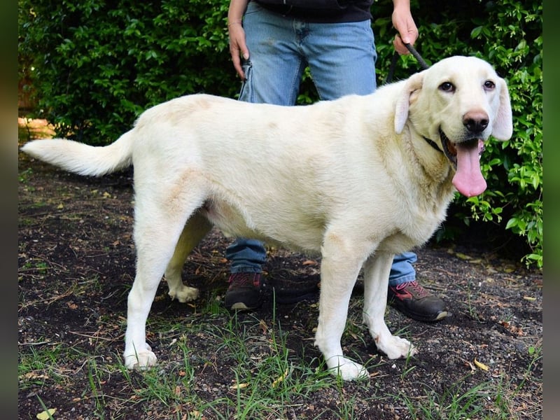 Scoutie - Scoutie hat Fernweh nach Liebe
