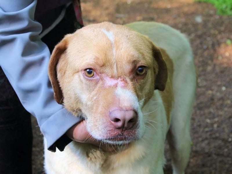 Jamison - möchte glücklich sein