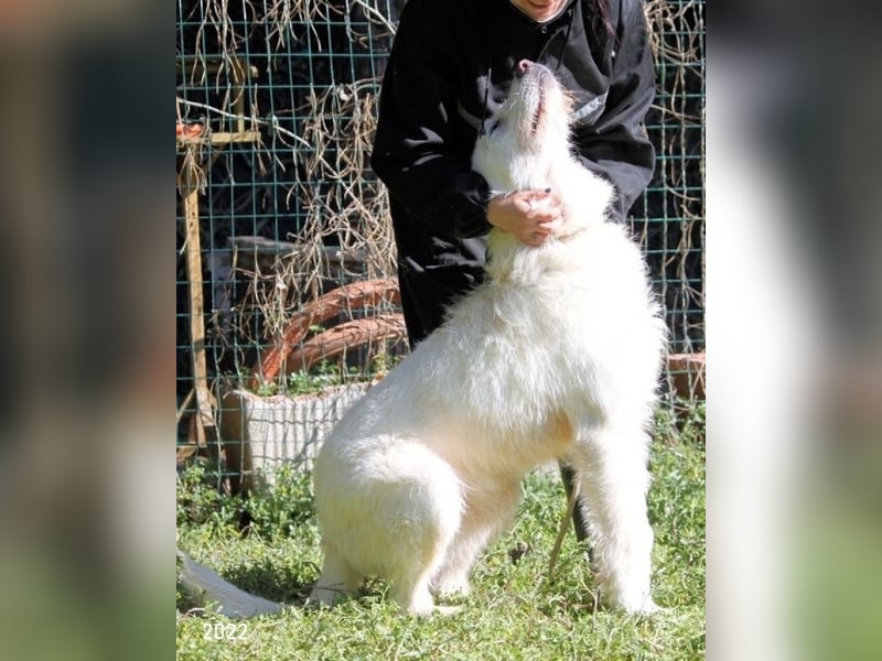 Ozlo - Riesenbaby sucht Freund fürs restliche Leben