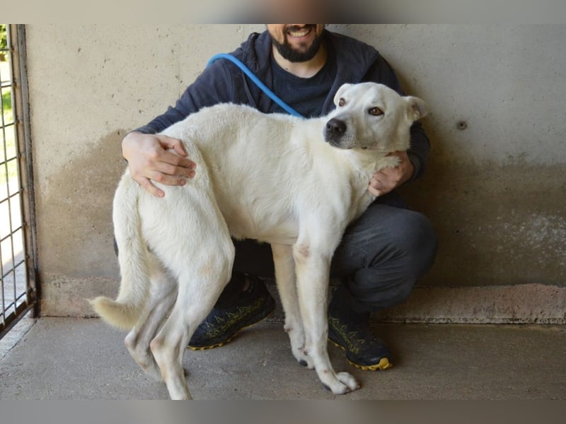Benoit - SOS - Hellbraune Augen, die sich nach Liebe sehen