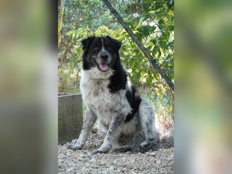 Ray - Zeig mir die Welt außerhalb des Zwingers...