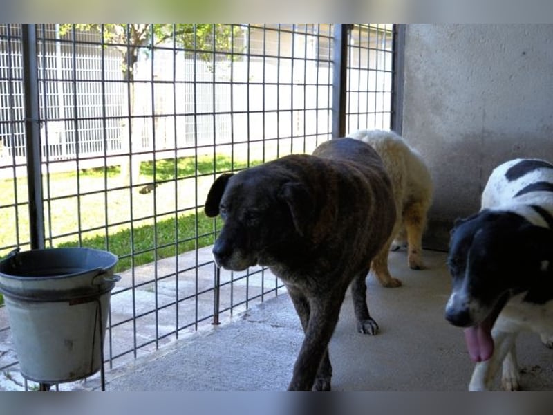 Annius-Hinter der grummeligen Fassade steckt ein Schatz