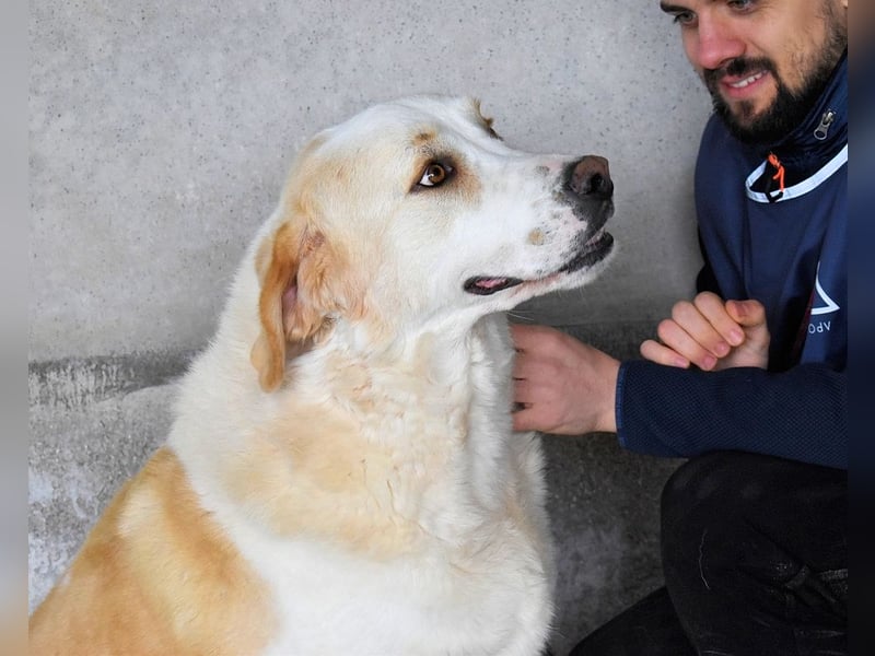 Roddie - Sein treuer Blick spricht Bände