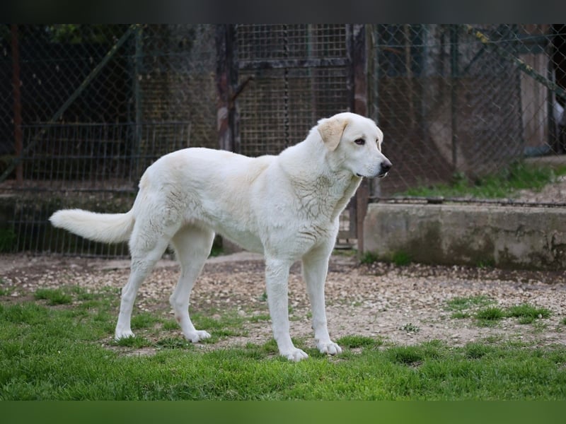 Clara - ein Herz in Warteschleife