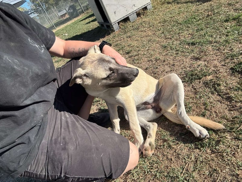 Inga - (Dringend Pflegestelle oder Zuhause gesucht)  Zwei kleine Hunde und ...