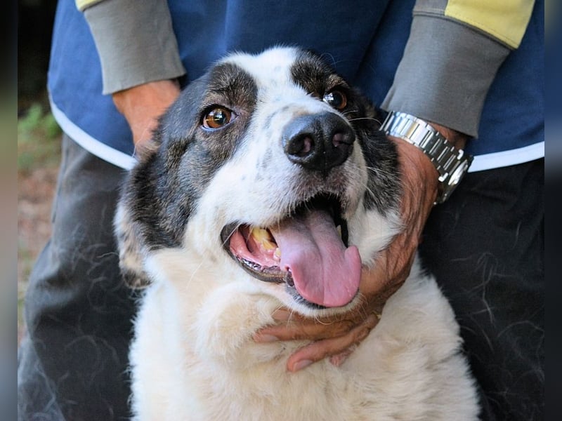 Archie - Die Hoffnung stirbt zuletzt