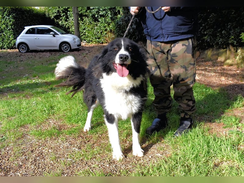Frasio - Wenn Lebendigkeit zum Verhängnis wird