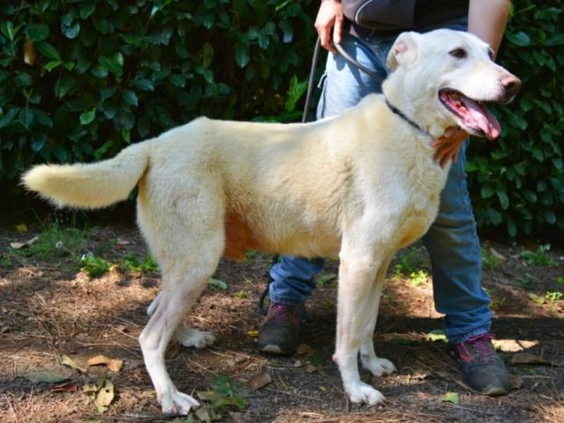 Sean - das Piepsen hinter den Gittern