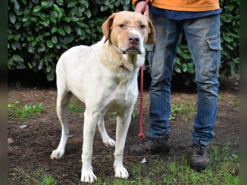 Jamison - möchte glücklich sein