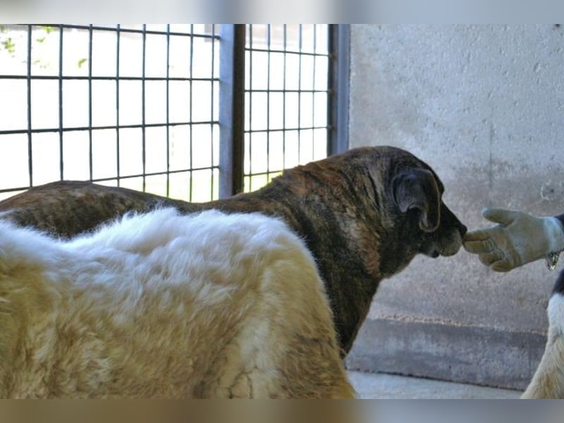 Annius-Hinter der grummeligen Fassade steckt ein Schatz