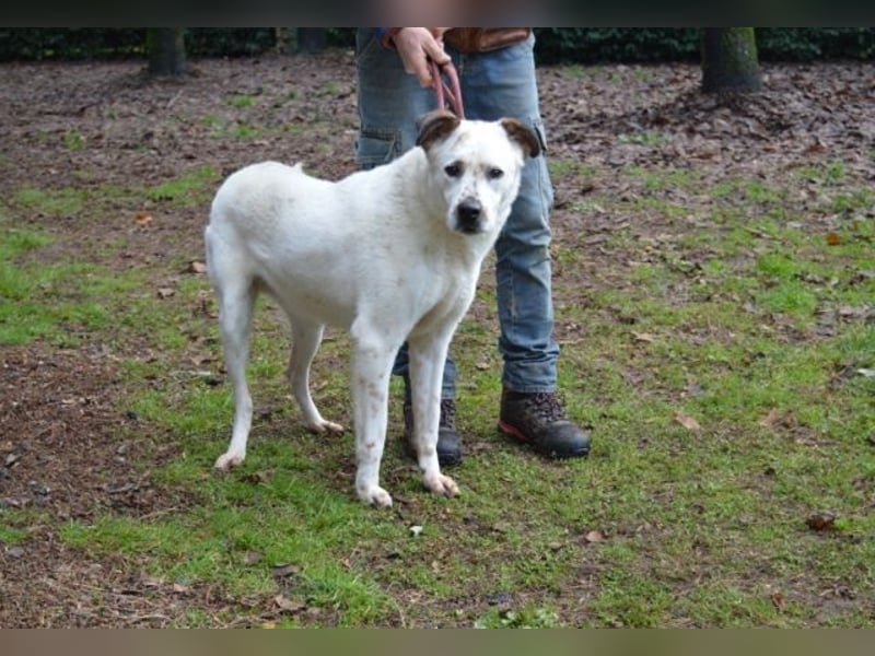El Fava - hübscher Junge mit braunen Öhrchen