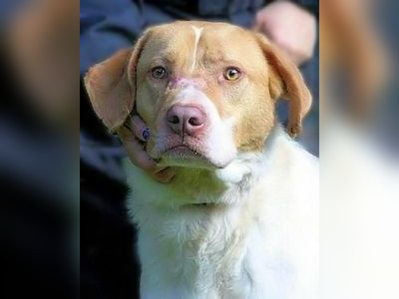 Jamison - möchte glücklich sein