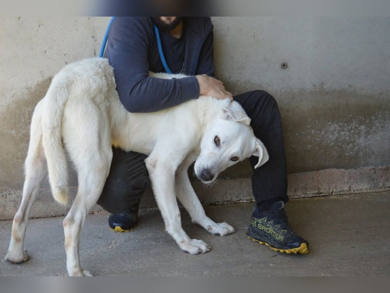 Benoit - NOTFALL - Hellbraune Augen, die sich nach Liebe sehen