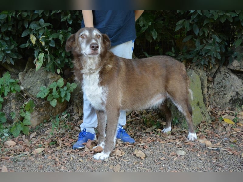 Lynwood - Ein Hund der Sorte «10 von 10 Punkten»