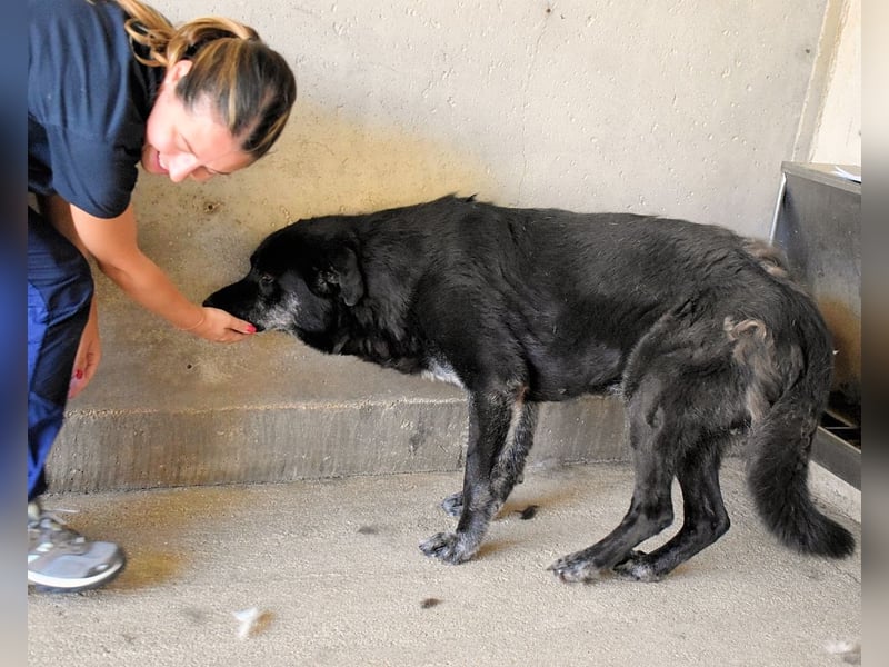 Idrysh - große Hunde werfen lange Schatten