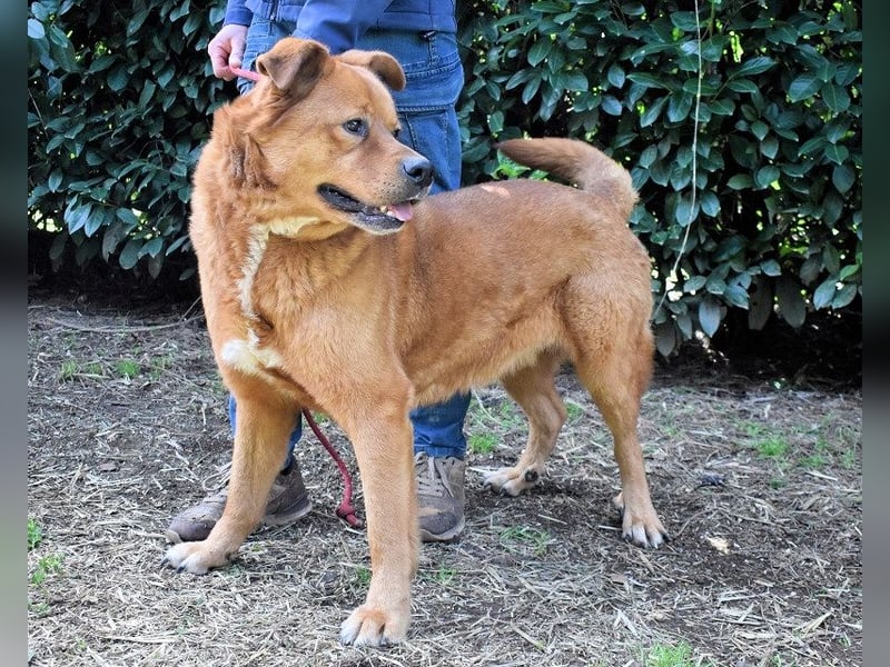 Vivaldo - ...steht vor der falschen Tür