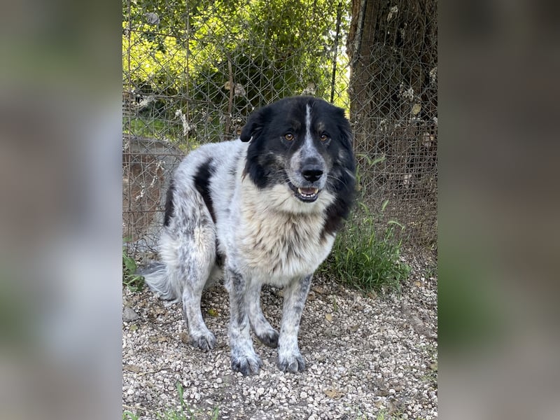 Ray - Zeig mir die Welt außerhalb des Zwingers...