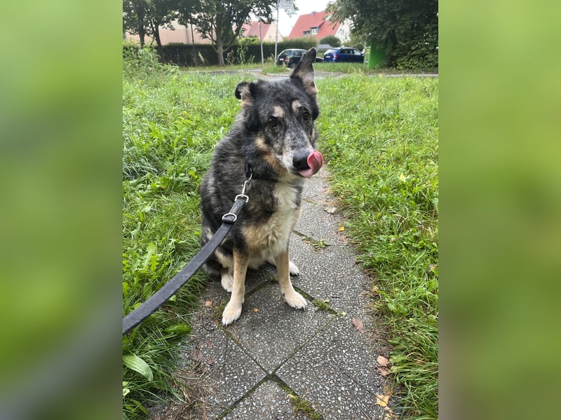 Aleta (Willow) - SOS - Dringend neues Zuhause oder Pflegestelle gesucht/kleines Seelchen