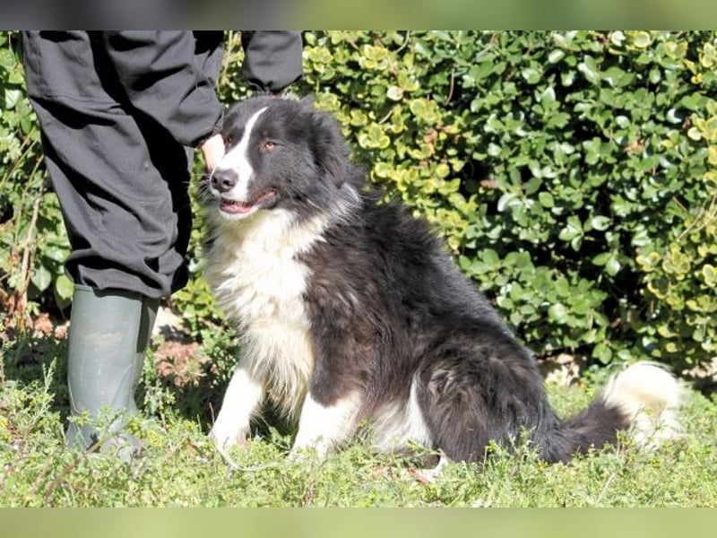 Frasio -  Wirbelwind sucht neues Aufgabengebiet