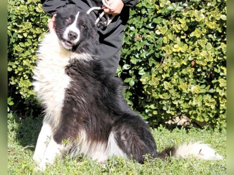 Frasio -  Wirbelwind sucht neues Aufgabengebiet