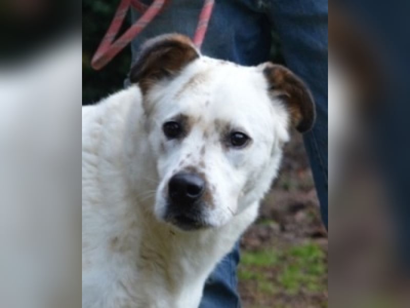 El Fava - hübscher Junge mit braunen Öhrchen