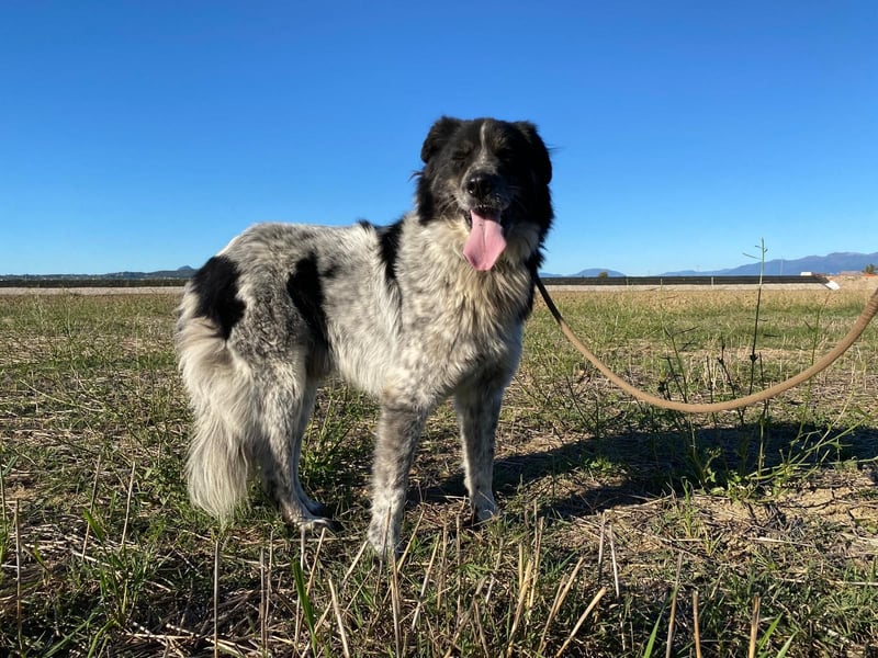 Ray - Zeig mir die Welt außerhalb des Zwingers...