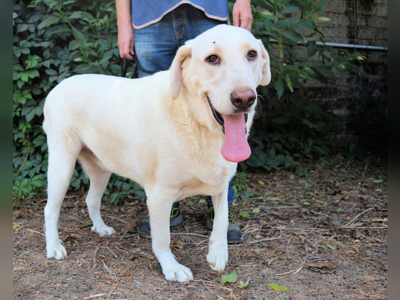 Scoutie - Scoutie hat Fernweh nach Liebe