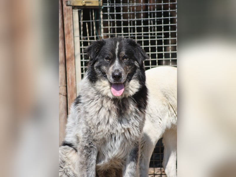 Ray - Zeig mir die Welt außerhalb des Zwingers...