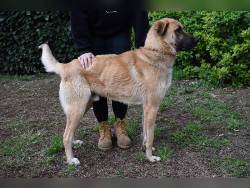Anthaniel - Groß genug für "Wow" - zu charmant für "Weiter".