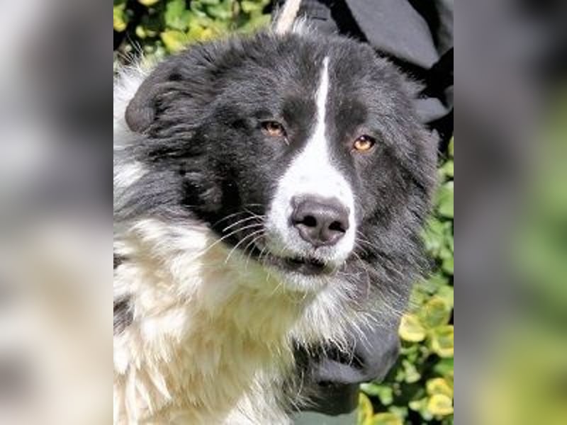 Frasio -  Wirbelwind sucht neues Aufgabengebiet