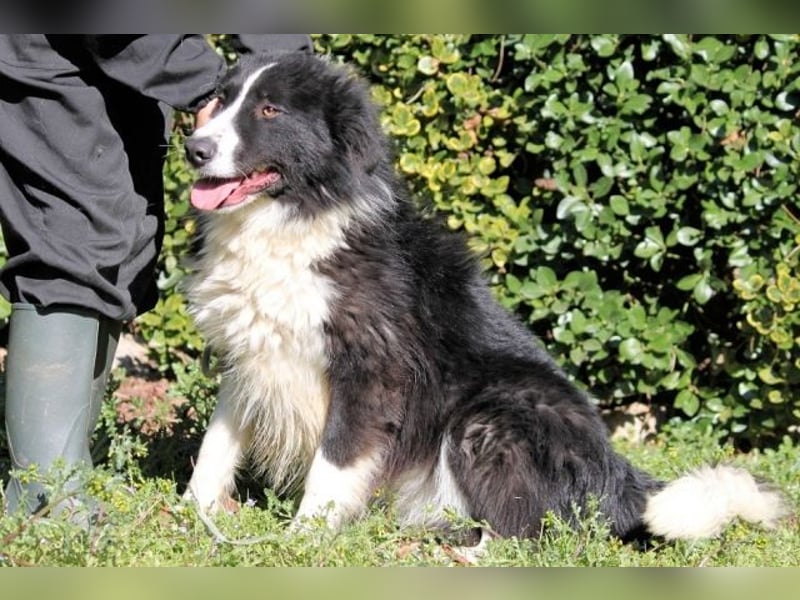 Frasio -  Wirbelwind sucht neues Aufgabengebiet