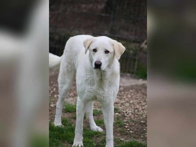 Clara - ein Herz in Warteschleife