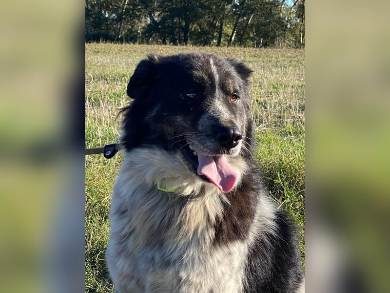 Ray - Zeig mir die Welt außerhalb des Zwingers...