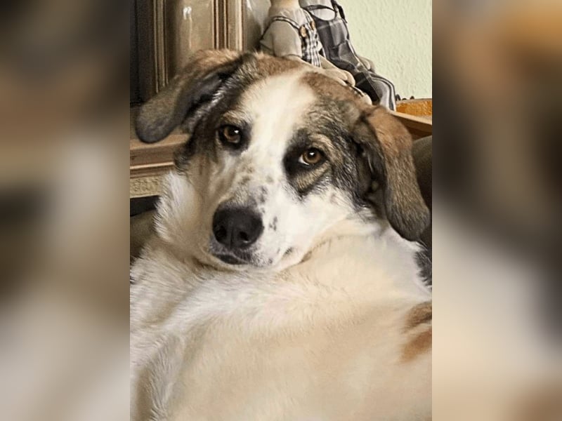 Nelly sucht dich - Groß, liebenswert und voller Herz