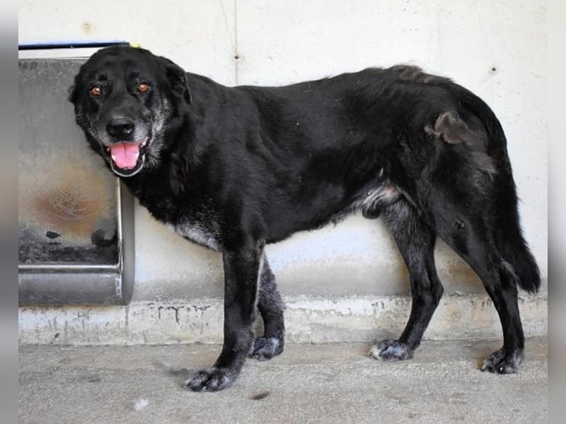 Idrysh - große Hunde werfen lange Schatten