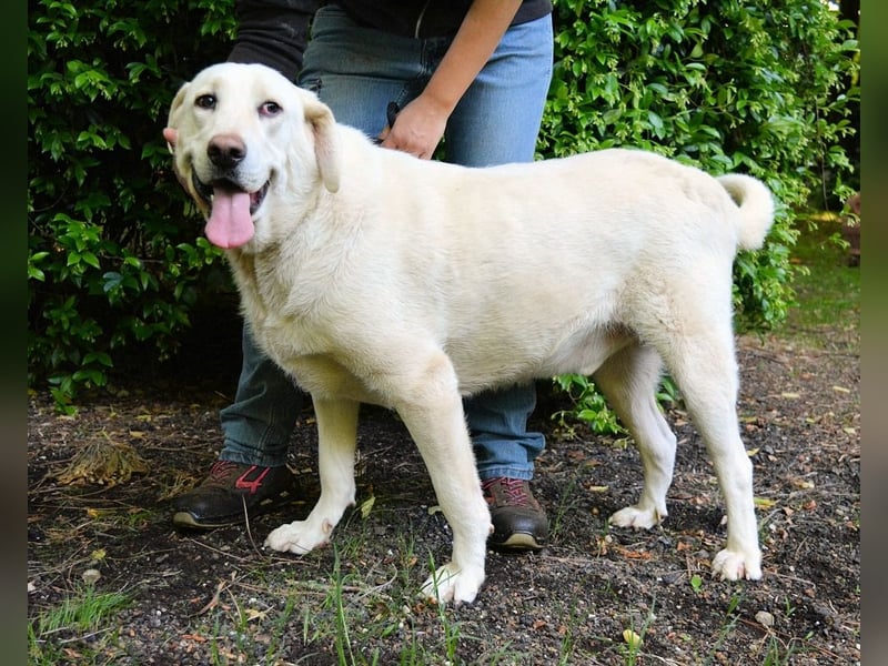 Scoutie - Scoutie hat Fernweh nach Liebe
