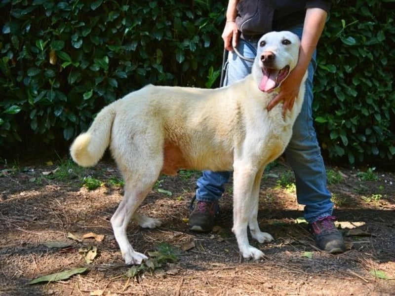 Sean - das Piepsen hinter den Gittern