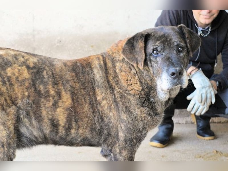 Annius-Hinter der grummeligen Fassade steckt ein Schatz