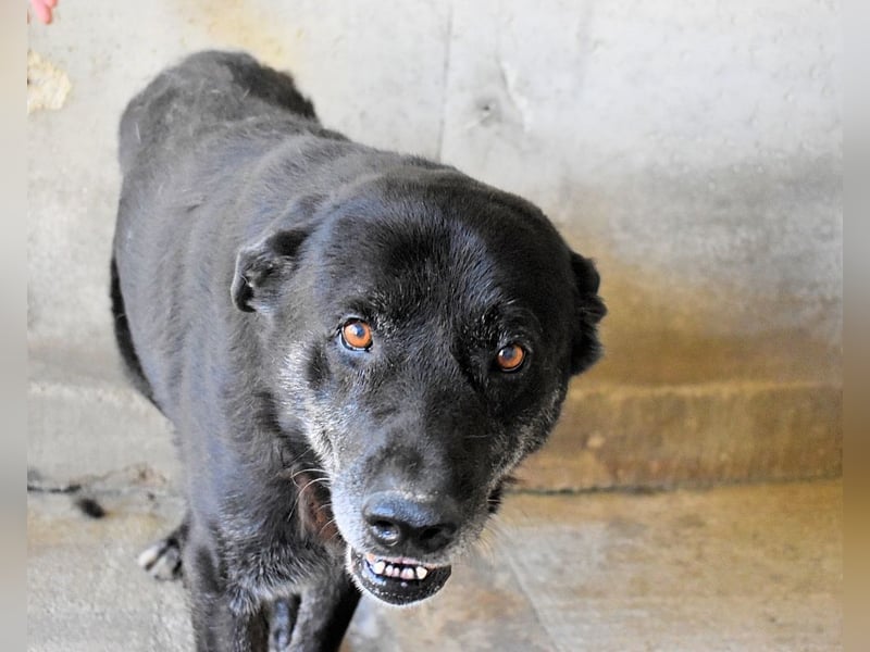 Idrysh - große Hunde werfen lange Schatten