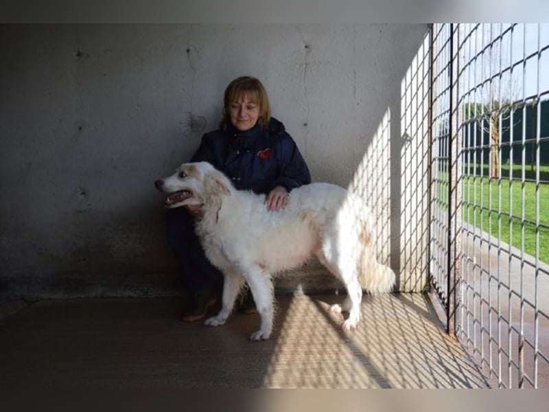 Gualter - und der staubige, unsichtbare Koffer