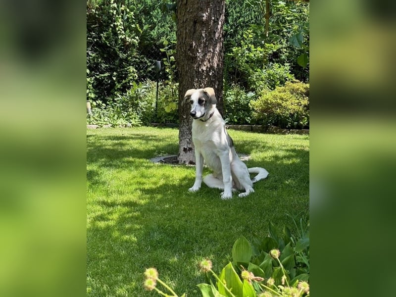 Nelly sucht dich - Groß, liebenswert und voller Herz