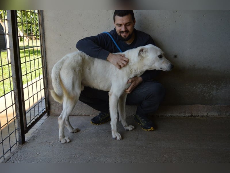 Benoit - NOTFALL - Hellbraune Augen, die sich nach Liebe sehen