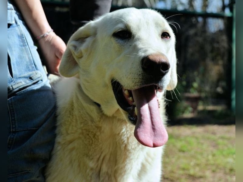 Scoutie - Scoutie hat Fernweh nach Liebe
