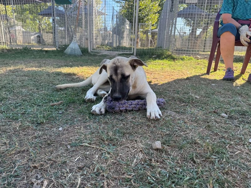Inga - (Dringend Pflegestelle oder Zuhause gesucht)  Zwei kleine Hunde und ...