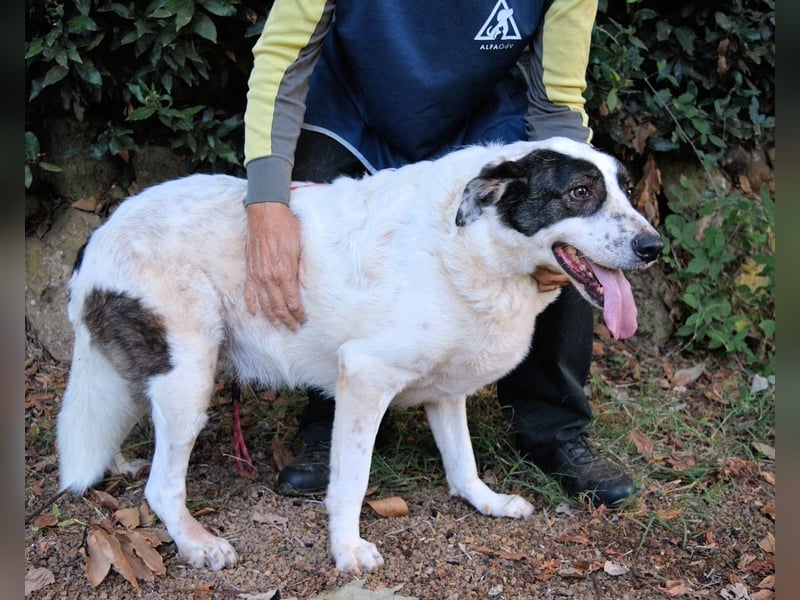 Archie - Die Hoffnung stirbt zuletzt