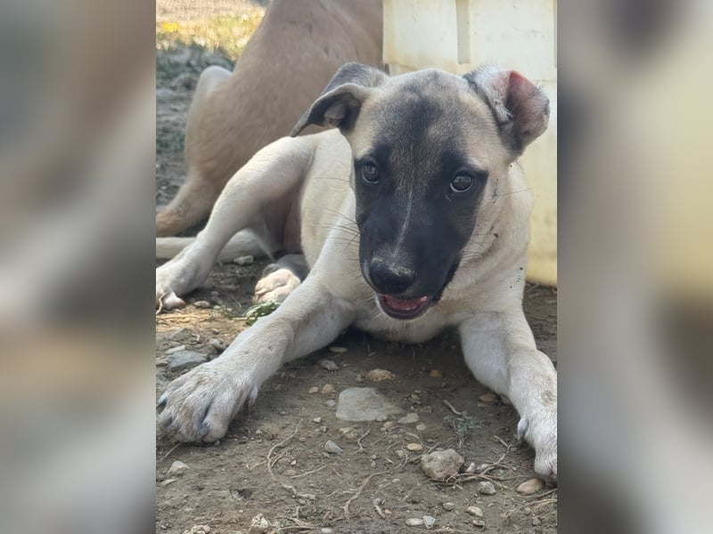 Inga - (Dringend Pflegestelle oder Zuhause gesucht)  Zwei kleine Hunde und ...