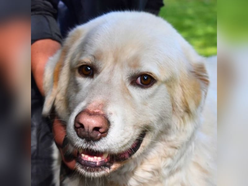 Abele - wenn Kraft und Zeit verloren gehen