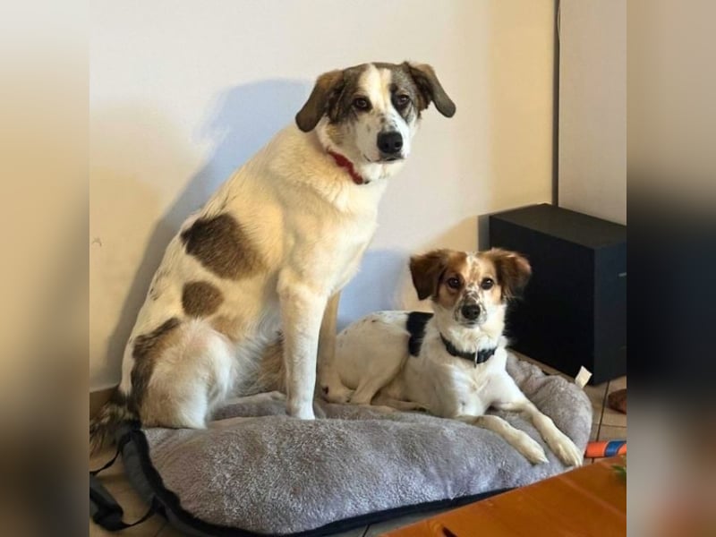 Nelly - (Dringend neue Pflegestelle oder Zuhause gesucht) gerade nochmal Glück gehabt Nelly - (Dringend neue Pflegestelle oder Zuhause gesucht) gerade nochmal Glück gehabt